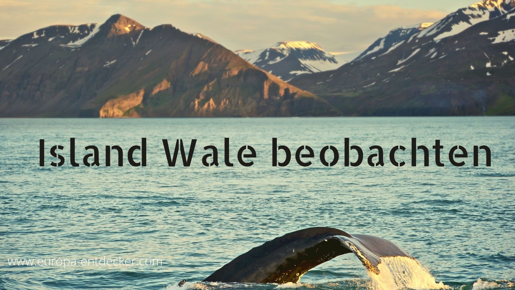 Island Walbeobachtung
