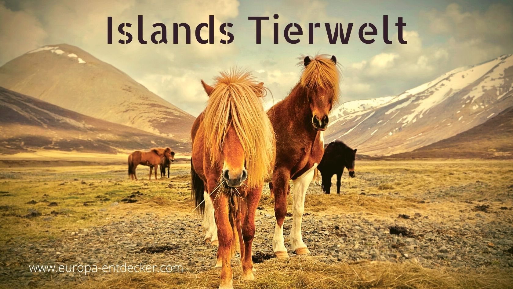 Islands große Tierwelt