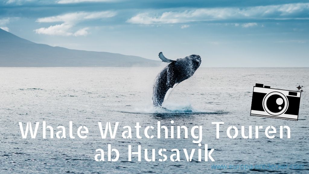 Husavik Whale Watching Erfahrungen