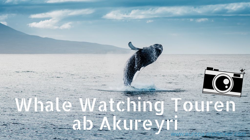 Whale Watching Touren Akureyri
