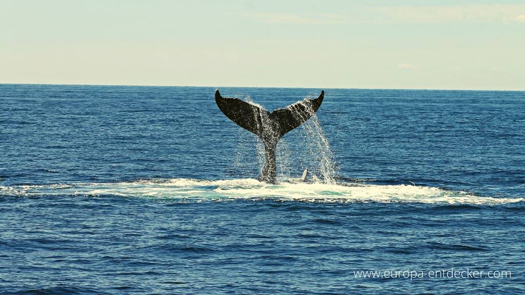 Wale und Island gehören zusammen