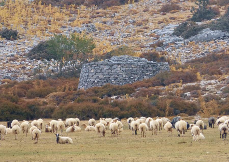 Schafe beim Wandern im Gebirge auf Kreta