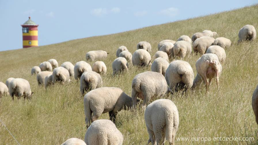 Schafe an der Nordsee nahe Greetsiel