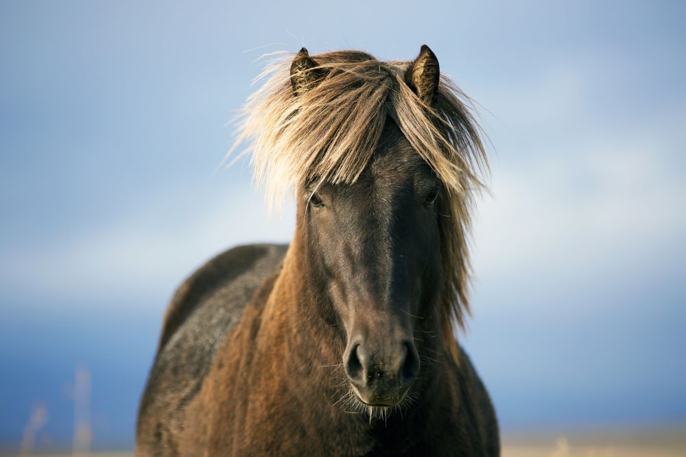 Island ist voller Pferde und Reiterhöfe