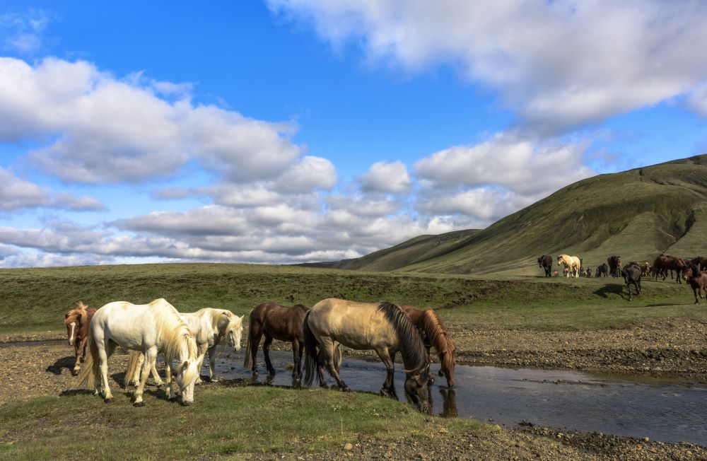 Nahe Reykjavik werden Ausritte auf Islandponys und Islandpferden angebotenen