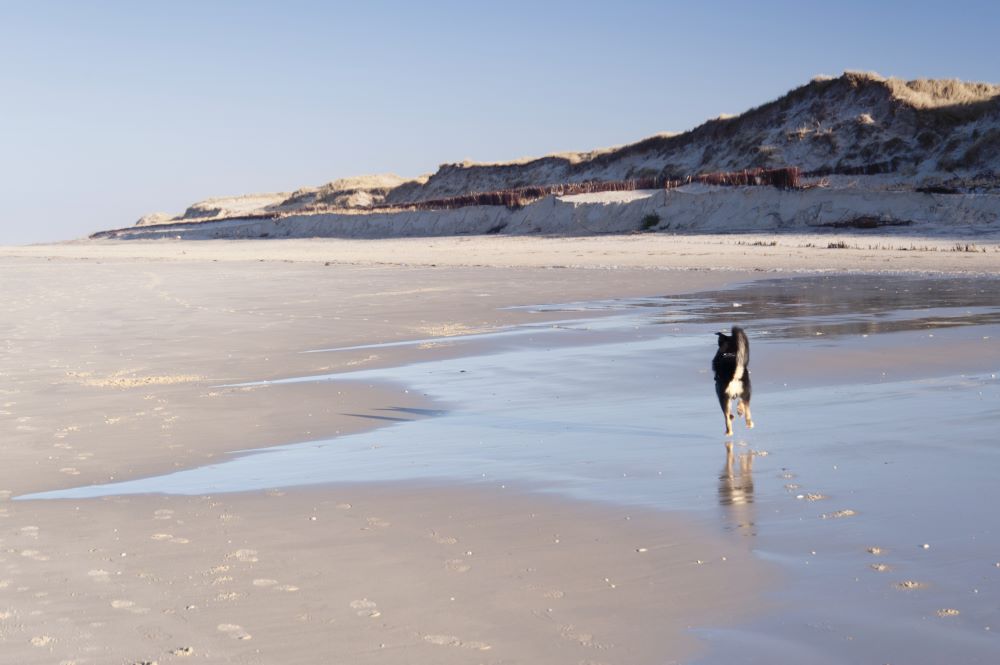Hund auf menschenleerem Strand in Amrum im Dezember